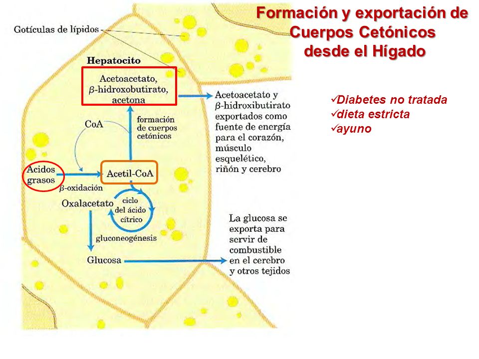 oxidación de ácidos grasos cuerpos cetónicos y diabetes oxidación de ácidos grasos cuerpos cetónicos y diabetes